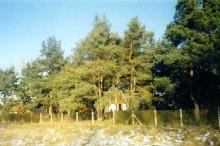 Bilder aus dem Kiefernwäldchen